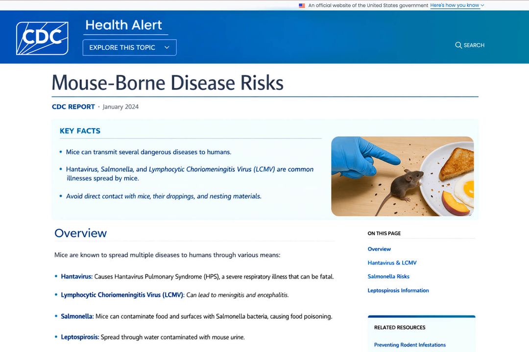 Mouse-borne disease risks and contamination